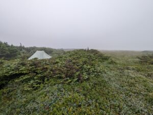 Tent sheltered by tuckamore at Gros Morne.